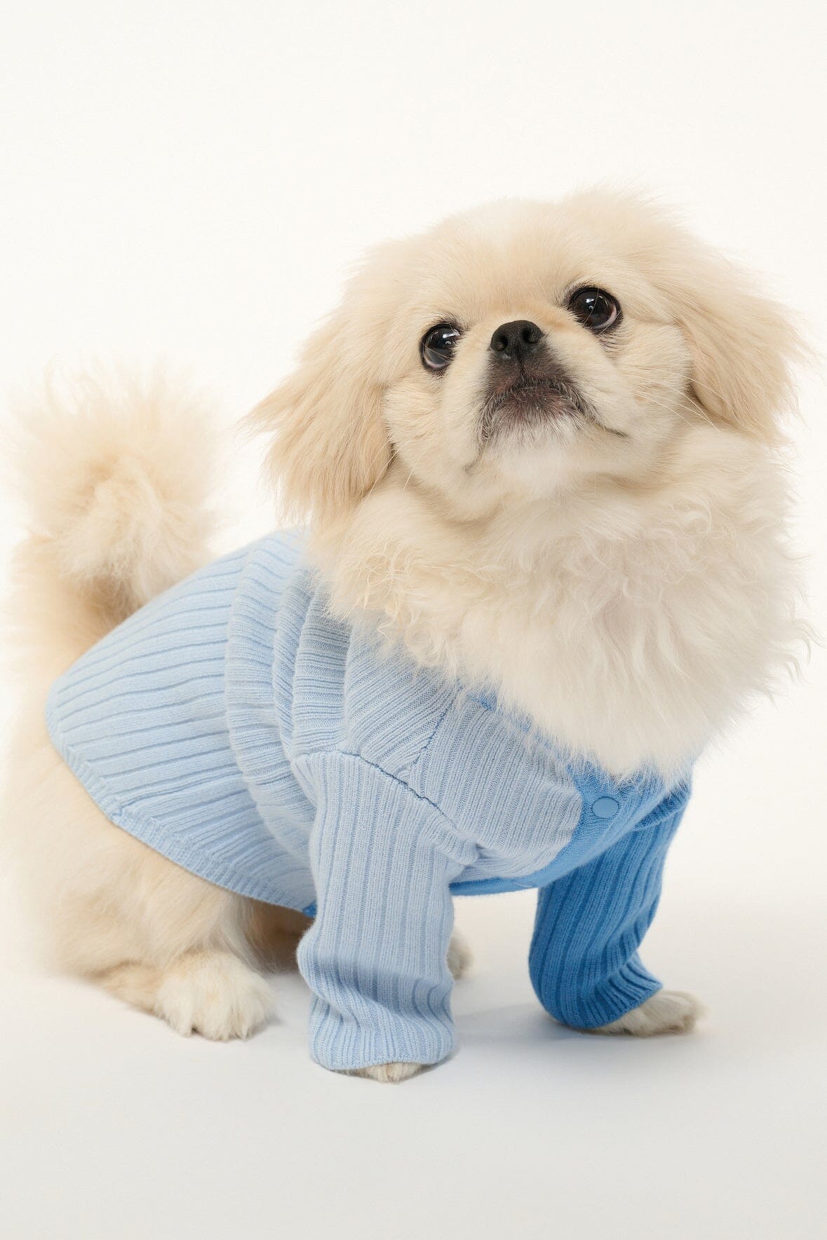 PET SHOKO SWEATER | PERIWINKLE MULTI - Image 4
