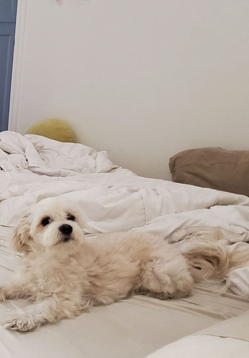 CUSTOM ALEC BAG | TAN - Image 5