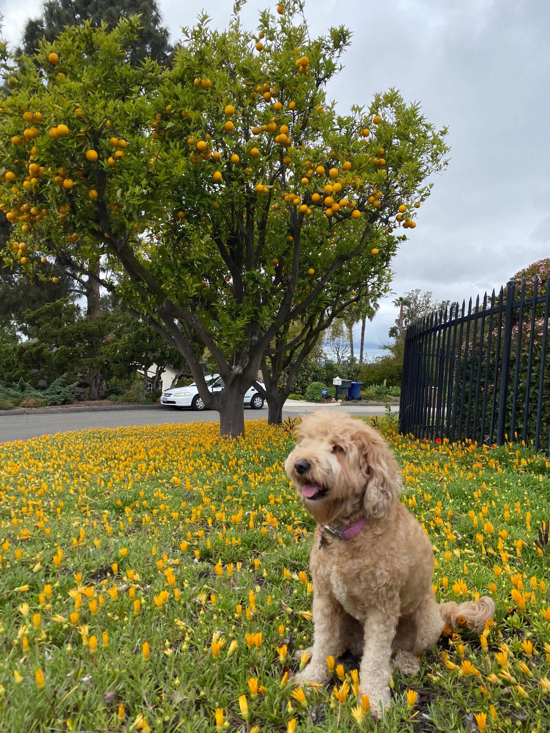 CUSTOM MINI SHIRLEY LEATHER BAG | BLUSH - Image 7