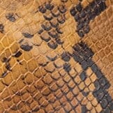 WALLY ANKLE BOOT | SNAKE - Image 10